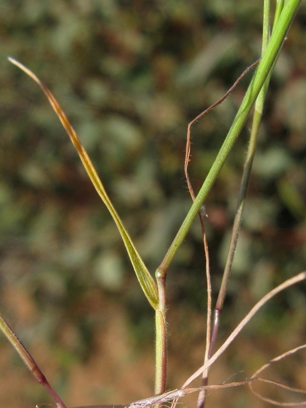 Vulpia bromoides (hero image)