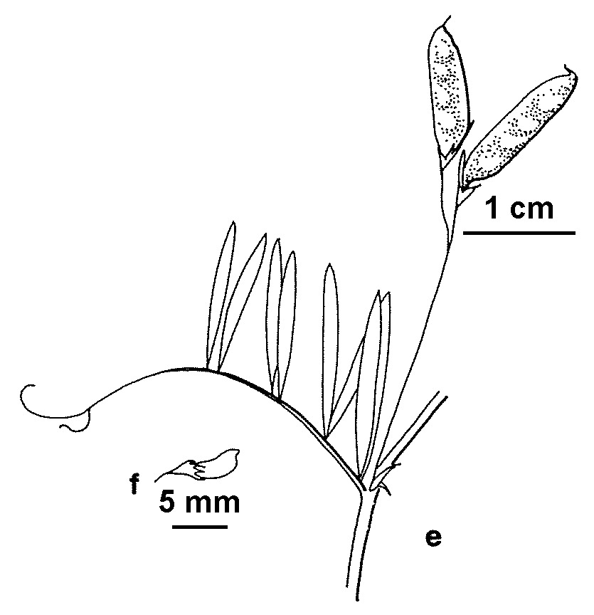 Vicia tetrasperma (hero image)