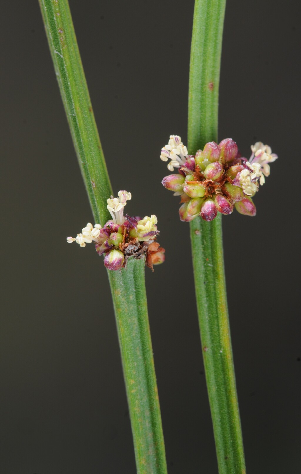 Amperea xiphoclada var. xiphoclada (hero image)