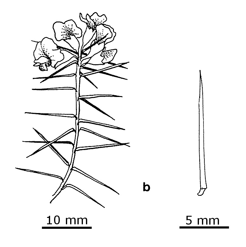 Dillwynia sieberi (hero image)