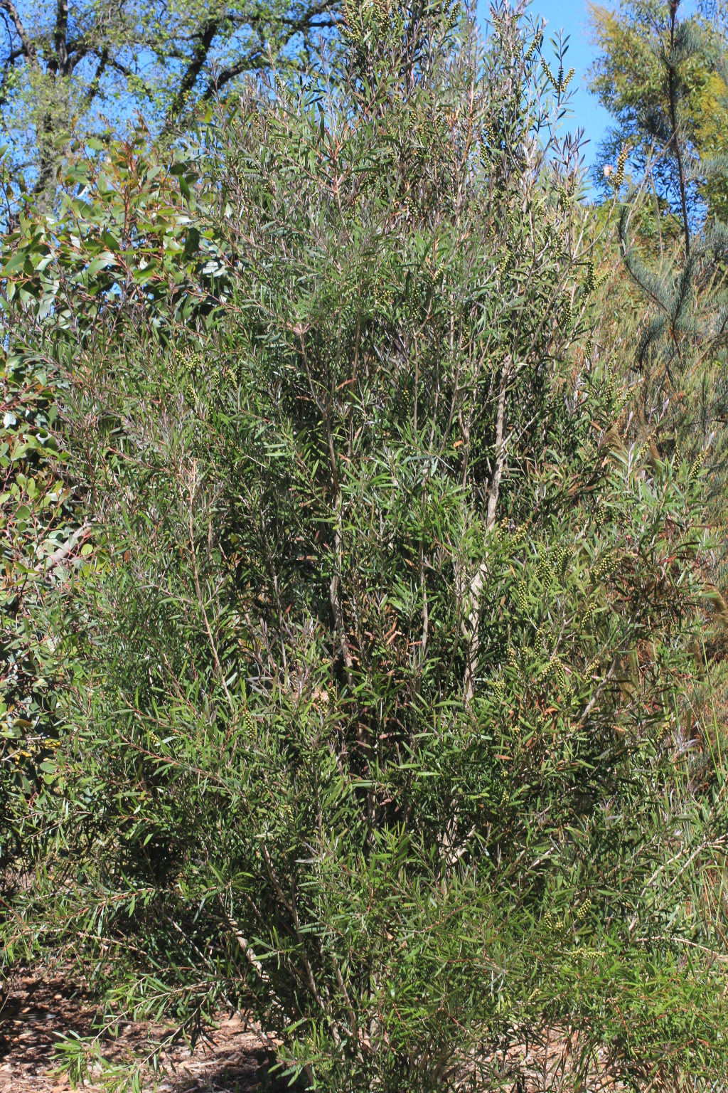 Callistemon wimmerensis (hero image)