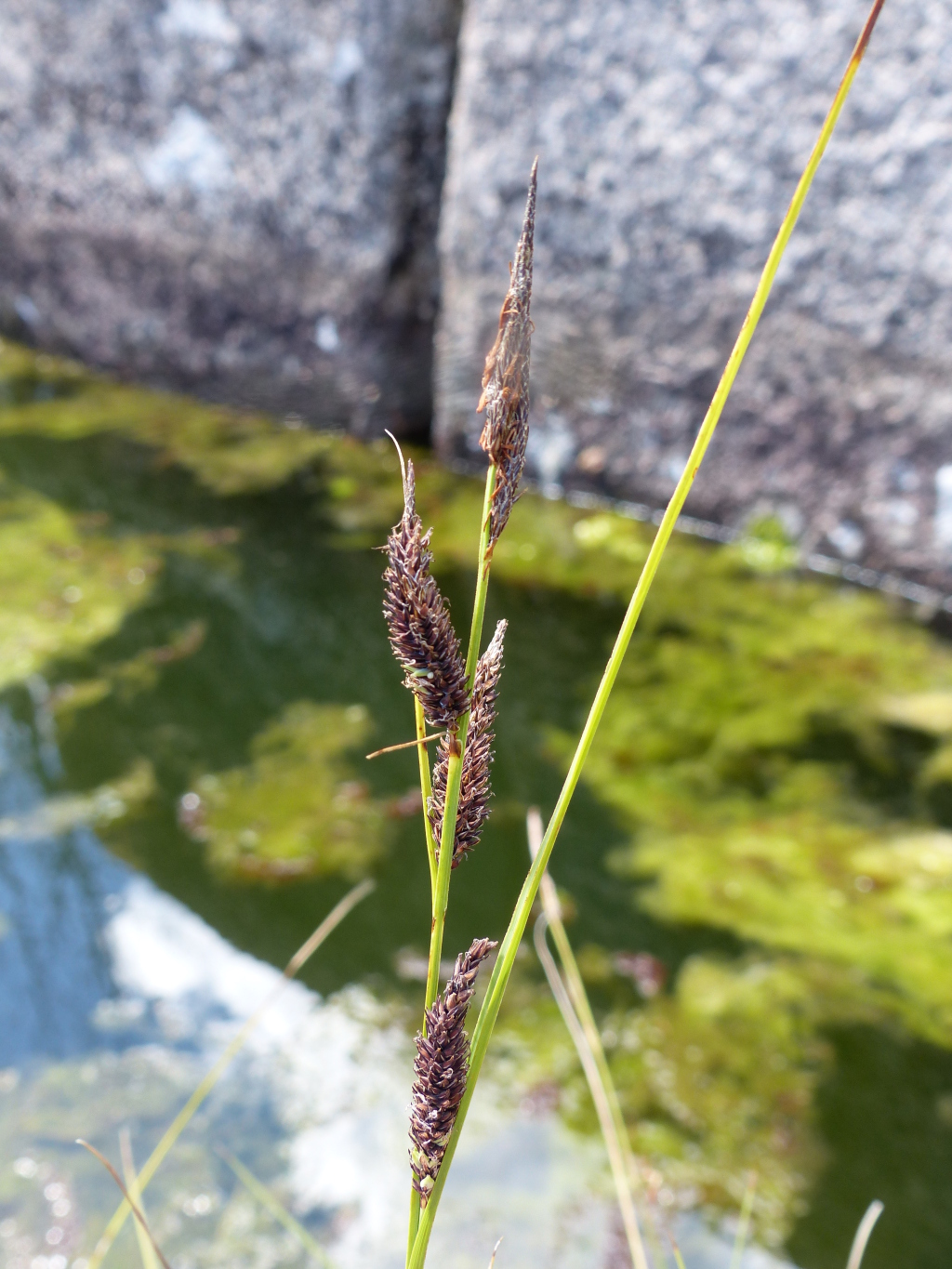 Carex gaudichaudiana (hero image)