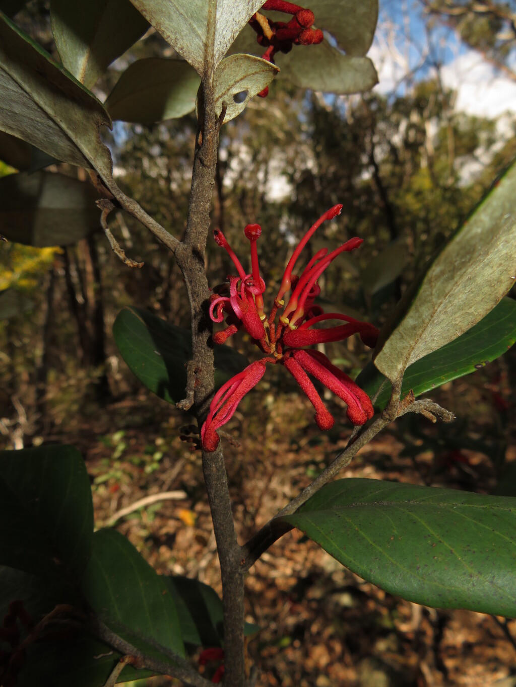 Grevillea burrowa (hero image)