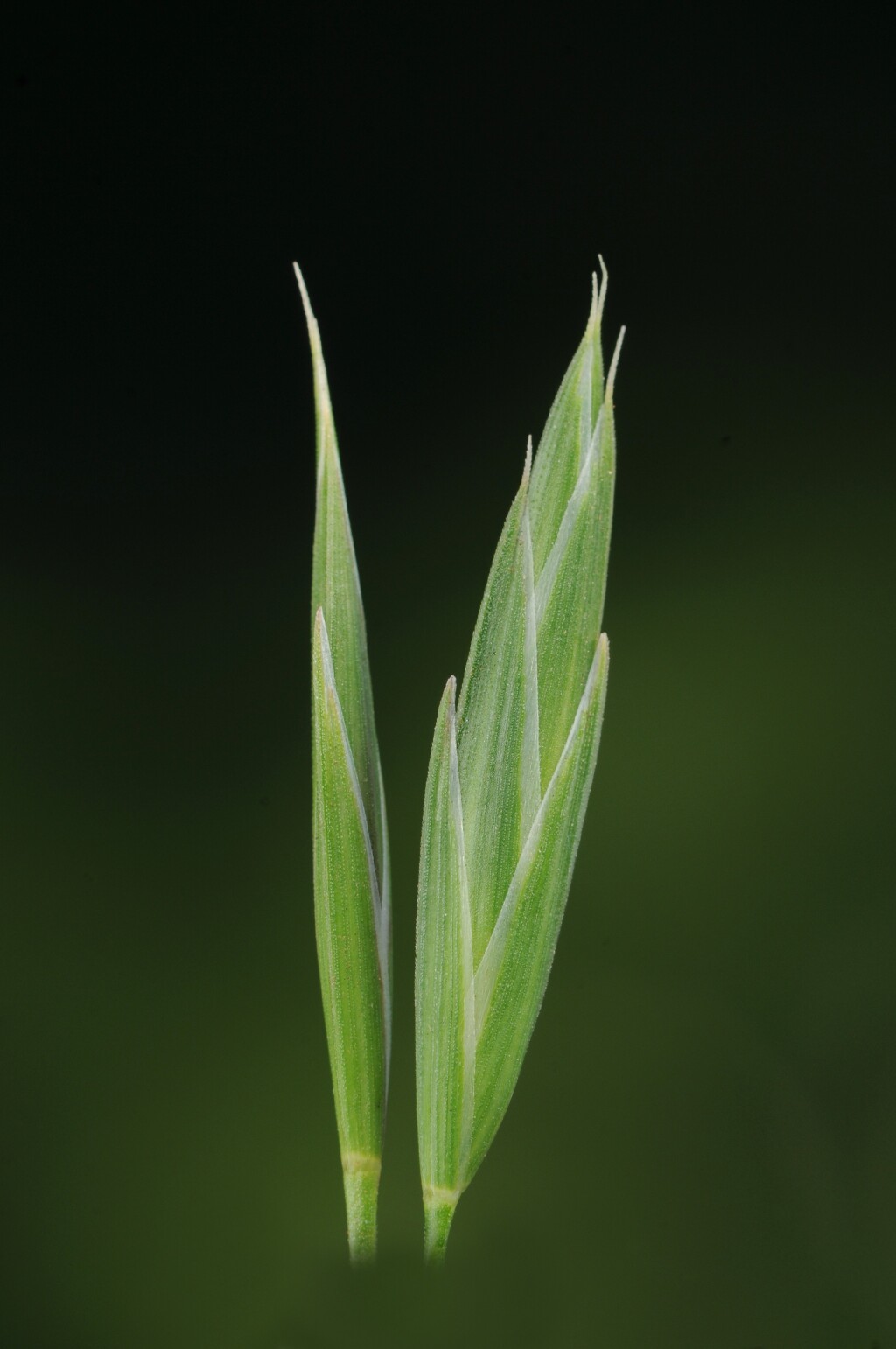 Bromus catharticus (hero image)