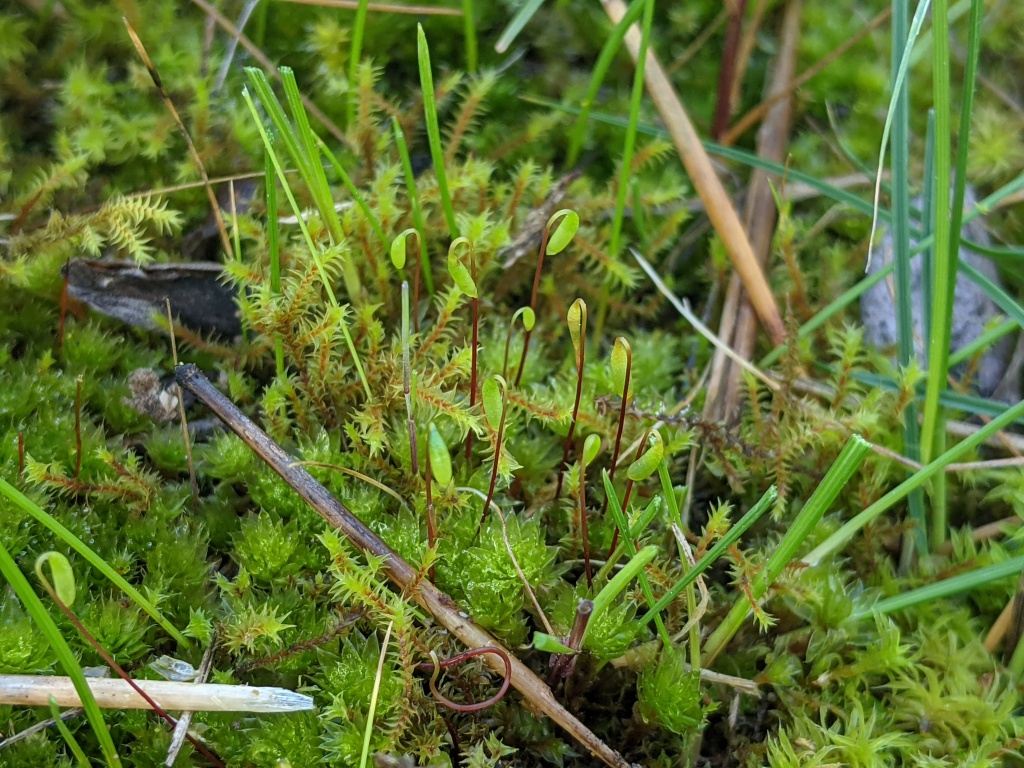 Rosulabryum (hero image)