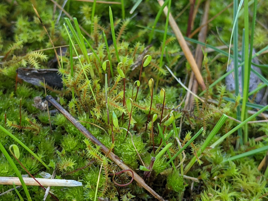Rosulabryum campylothecium (hero image)