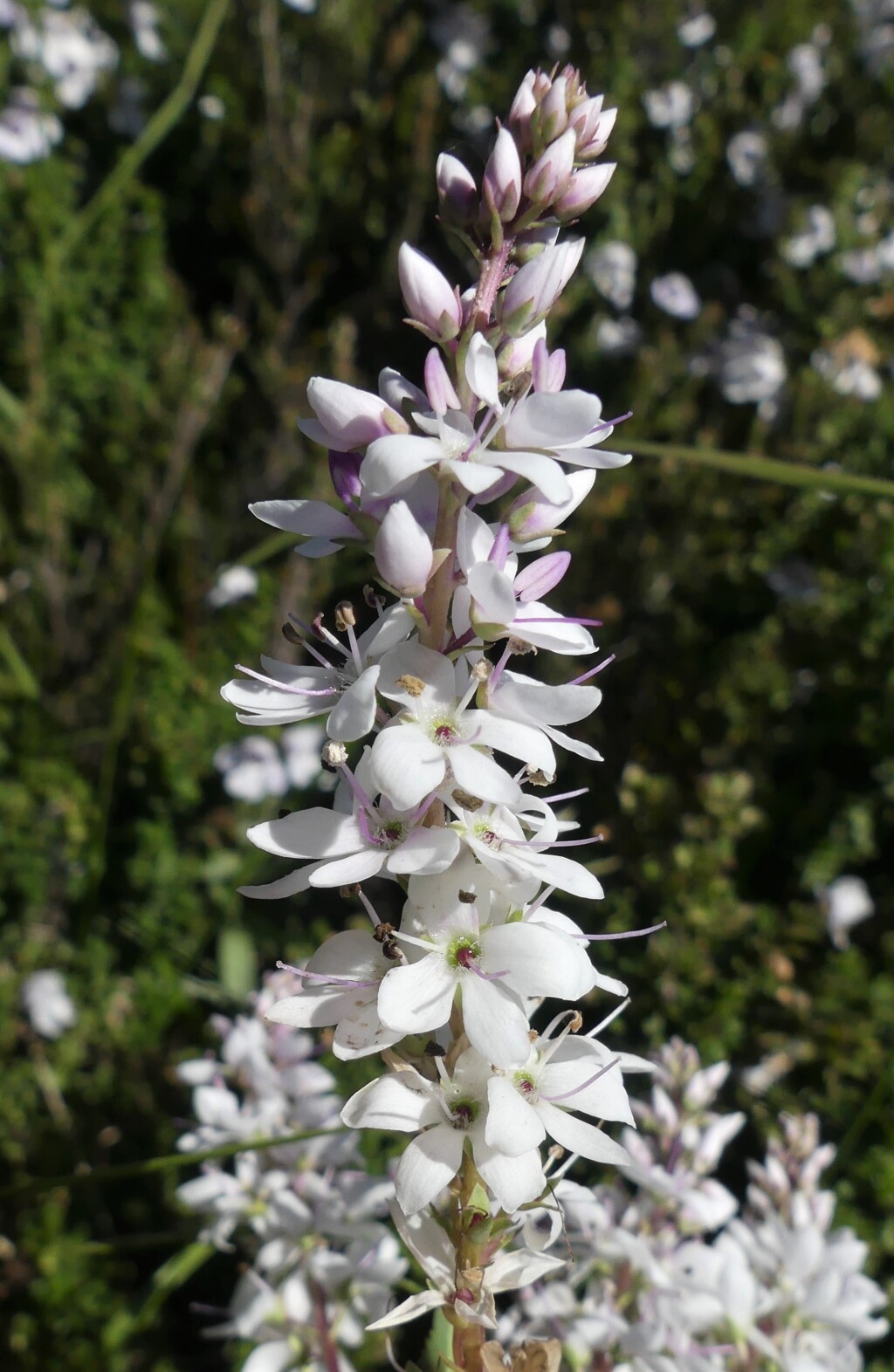 Veronica derwentiana subsp. maideniana (hero image)