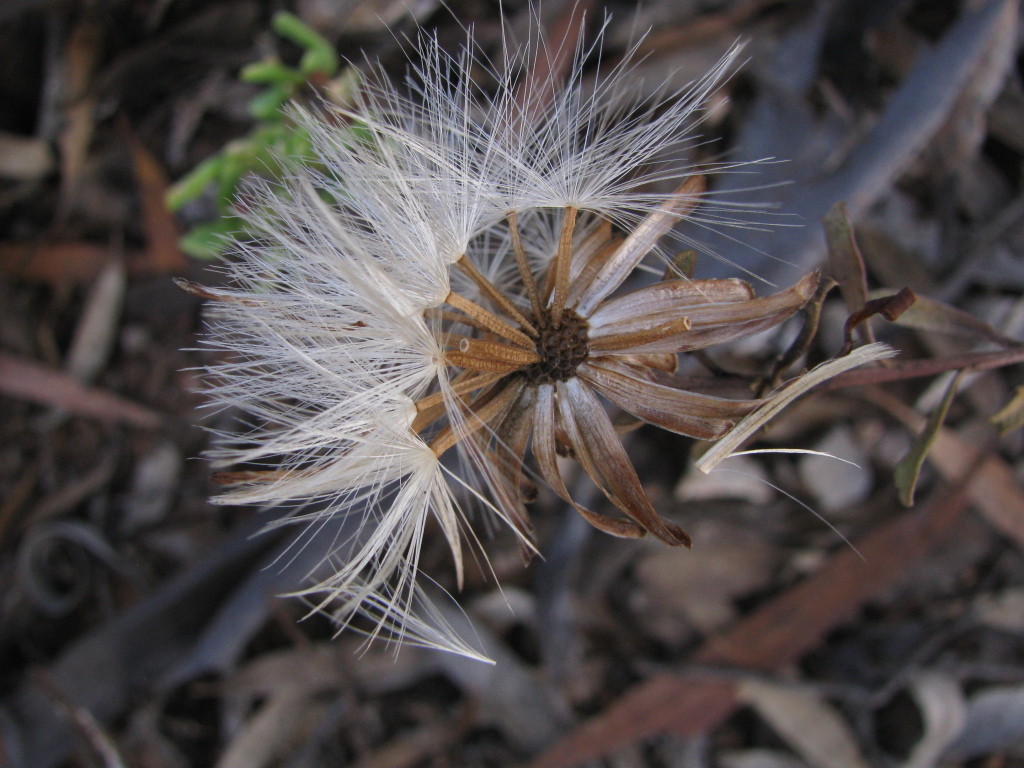 Olearia magniflora (hero image)