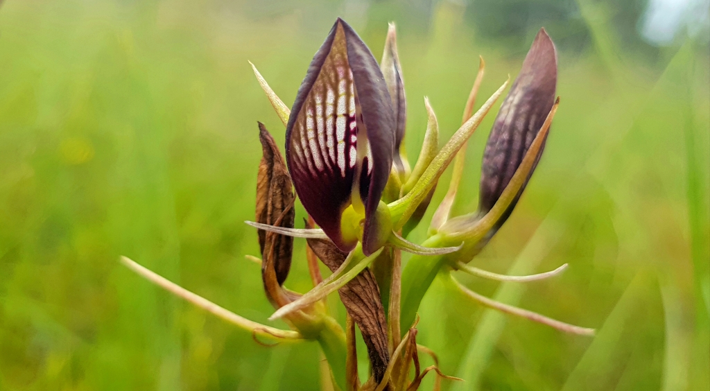 Cryptostylis erecta (hero image)