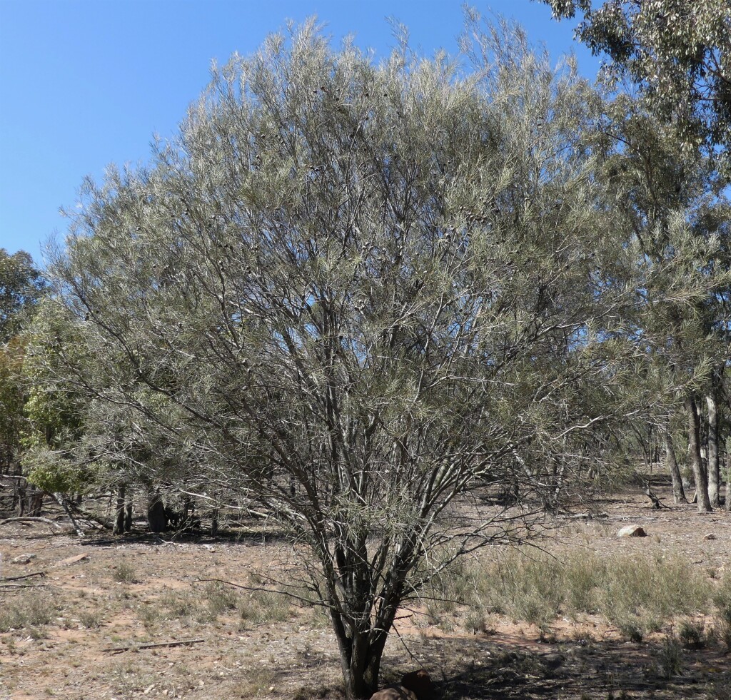 Hakea tephrosperma (hero image)