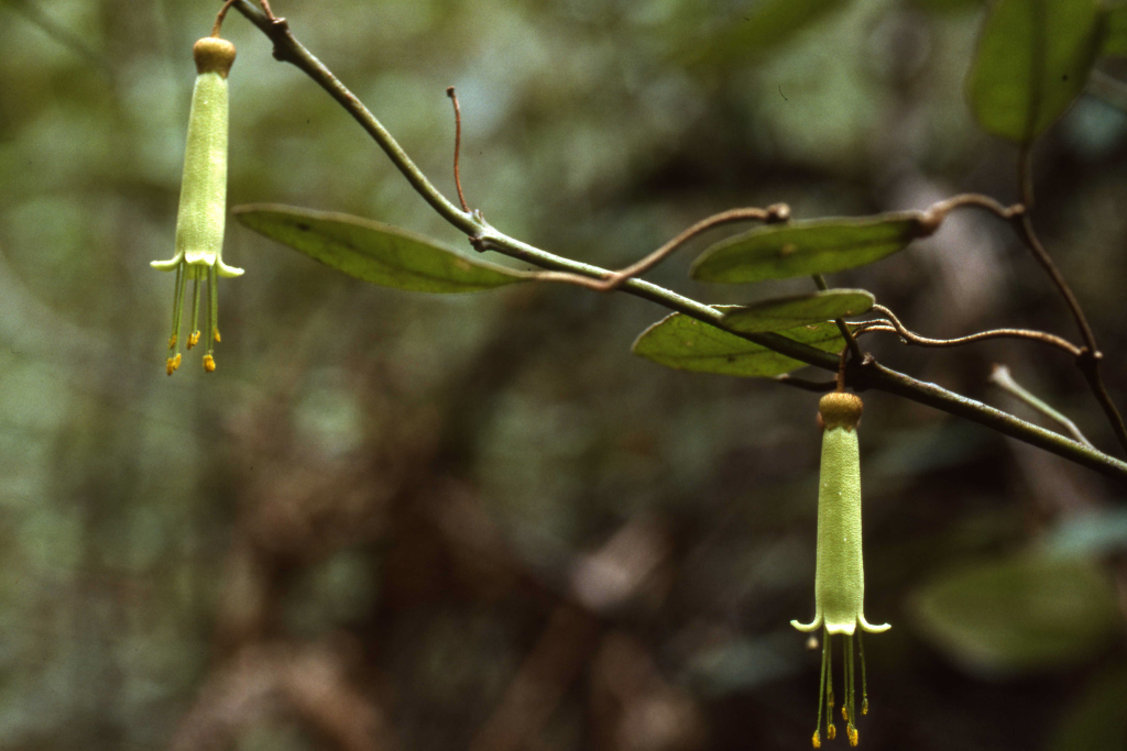 Correa lawrenceana var. latrobeana (hero image)