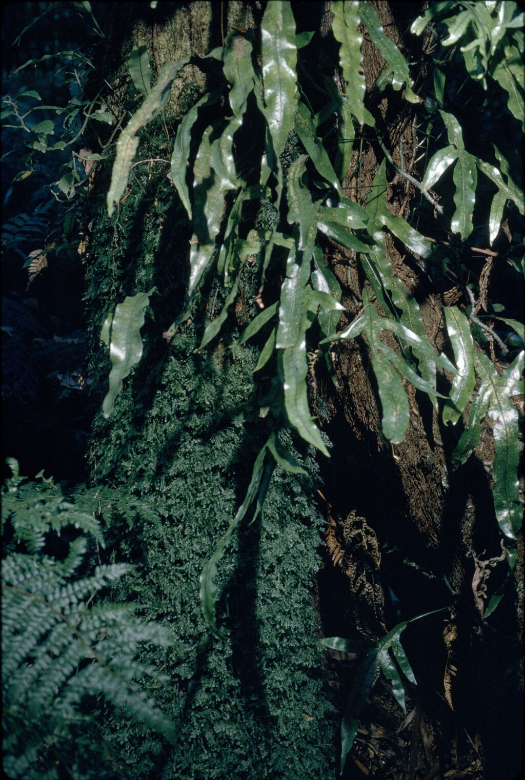 Microsorum pustulatum subsp. pustulatum (hero image)