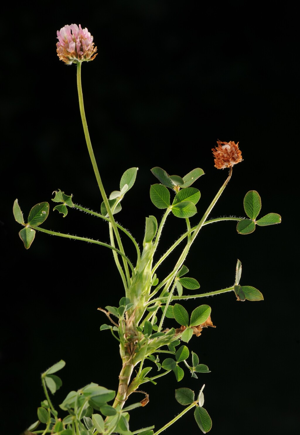 Trifolium fragiferum (hero image)