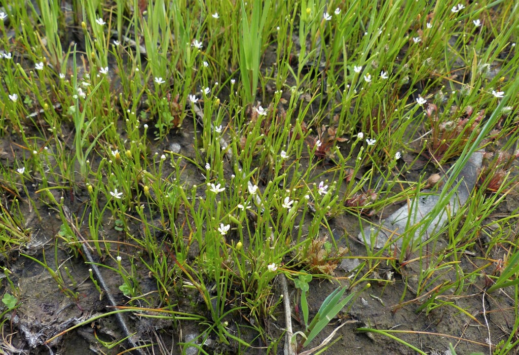 Stylidium despectum (hero image)