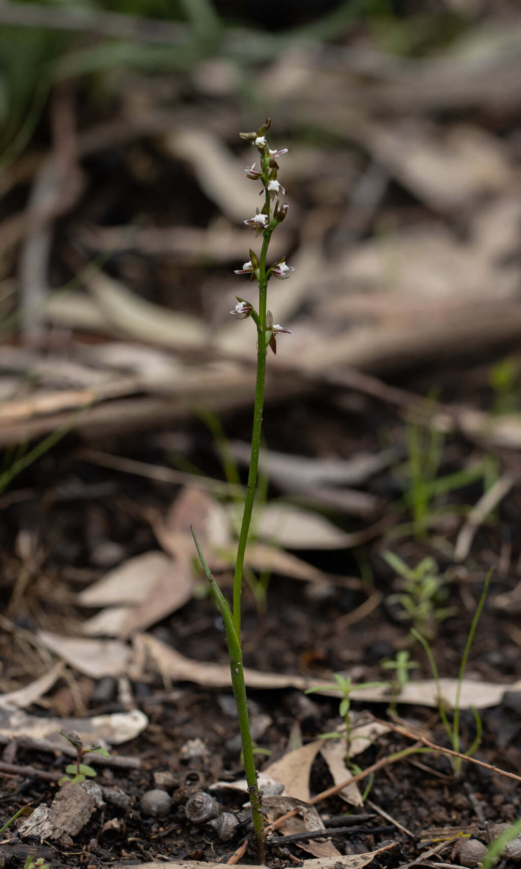 Prasophyllum brevilabre (hero image)