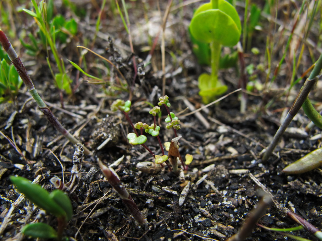 Hydrocotyle medicaginoides (hero image)