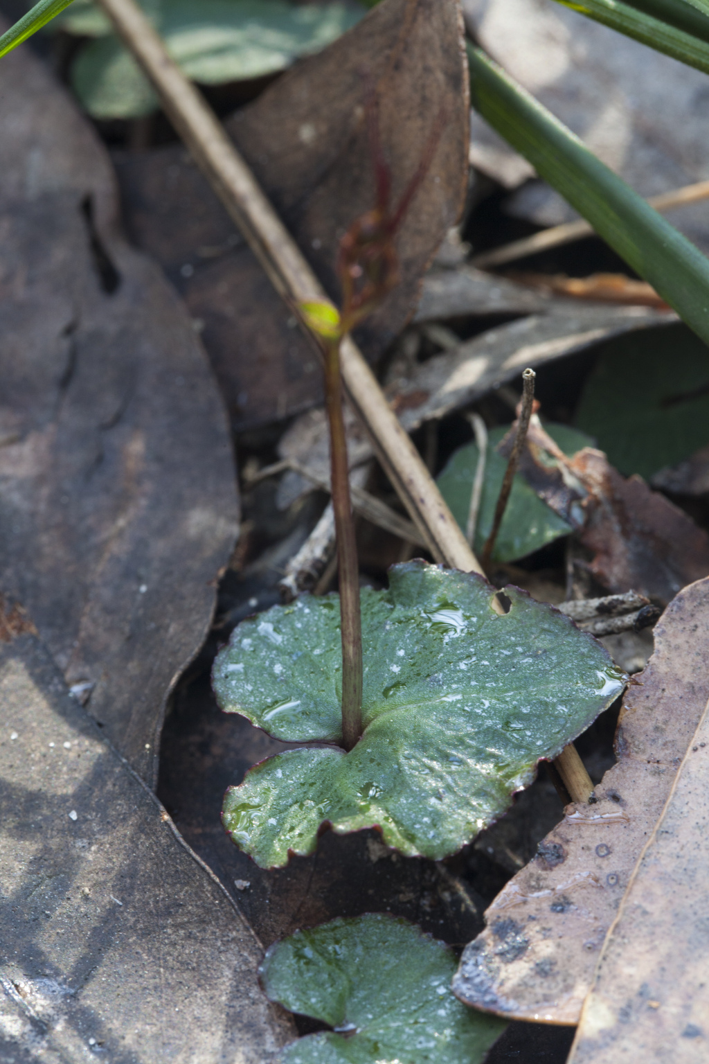 Acianthus caudatus (hero image)