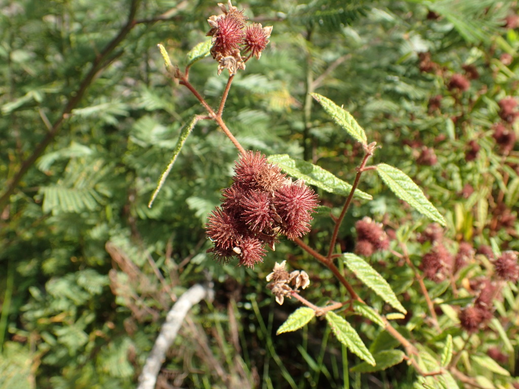 Commersonia rugosa (hero image)