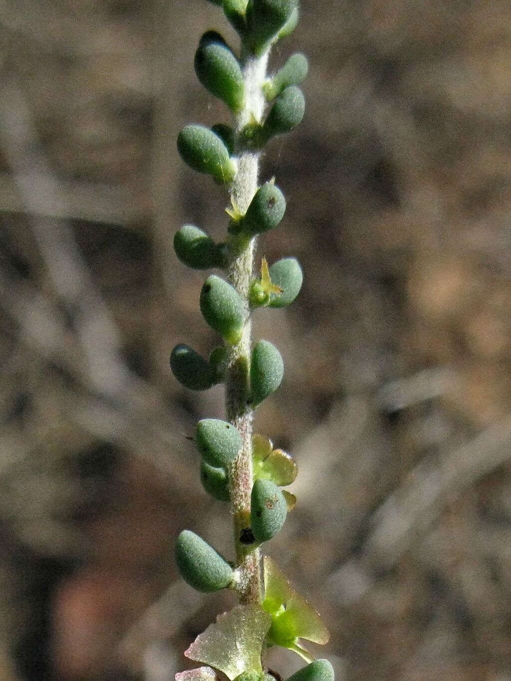 Maireana brevifolia (hero image)