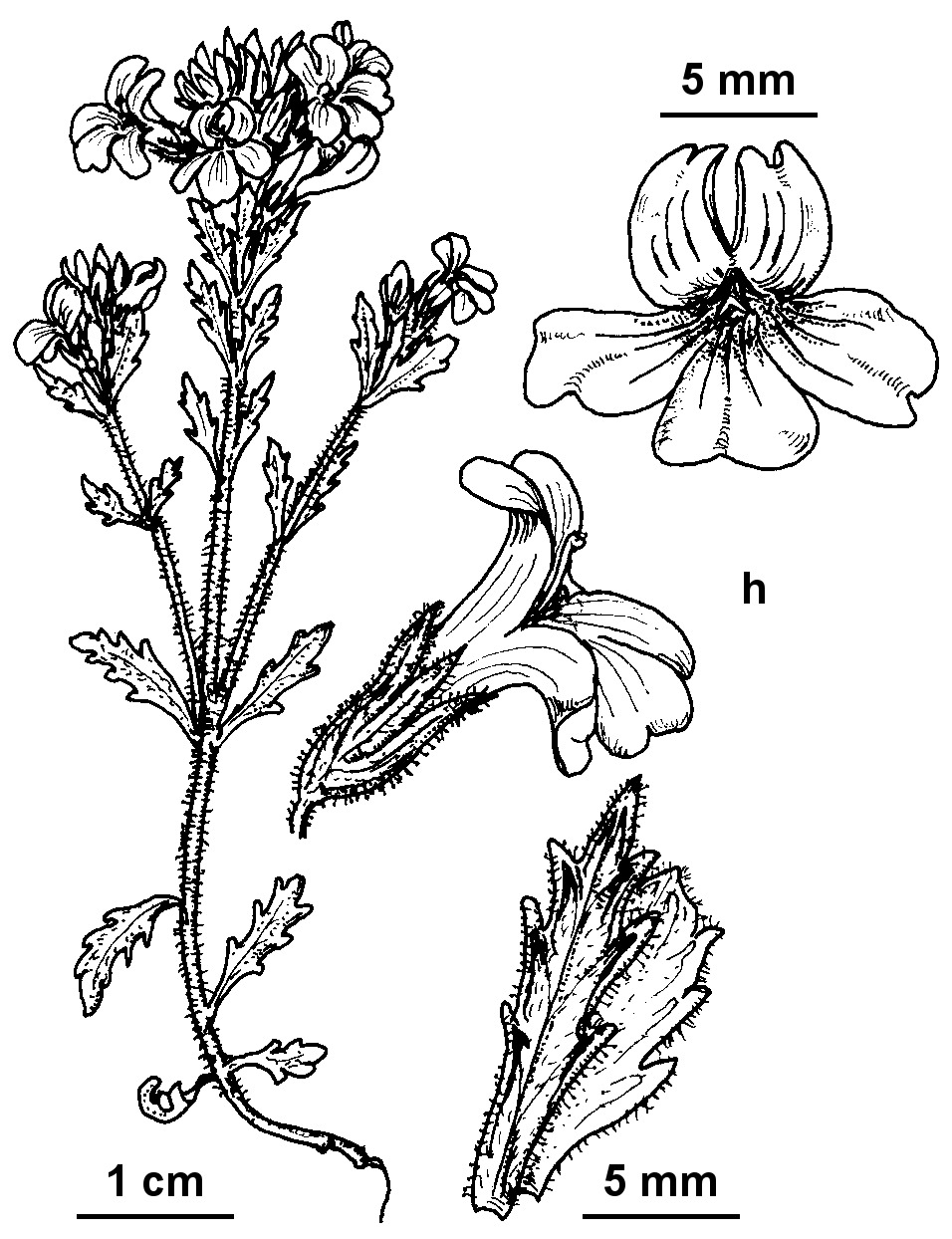 Euphrasia eichleri (hero image)