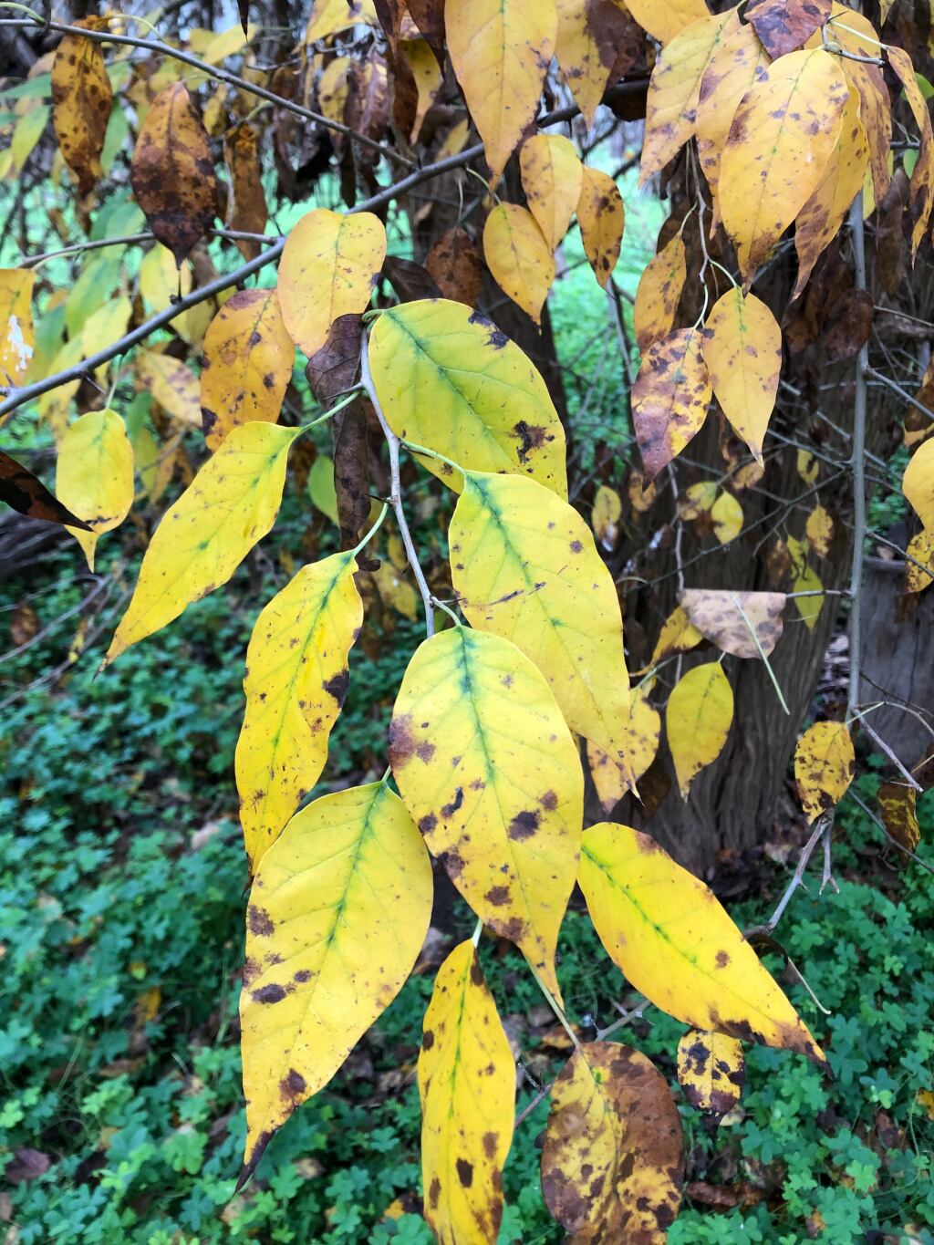 Maclura pomifera (hero image)