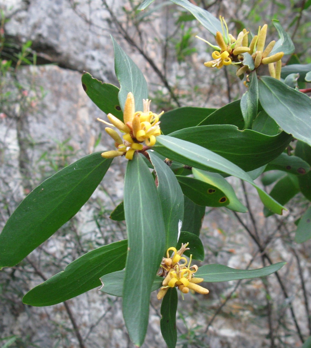 Persoonia silvatica (hero image)