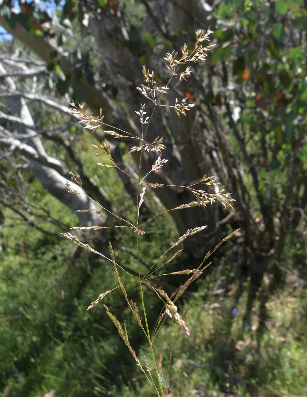 Agrostis capillaris var. capillaris (hero image)