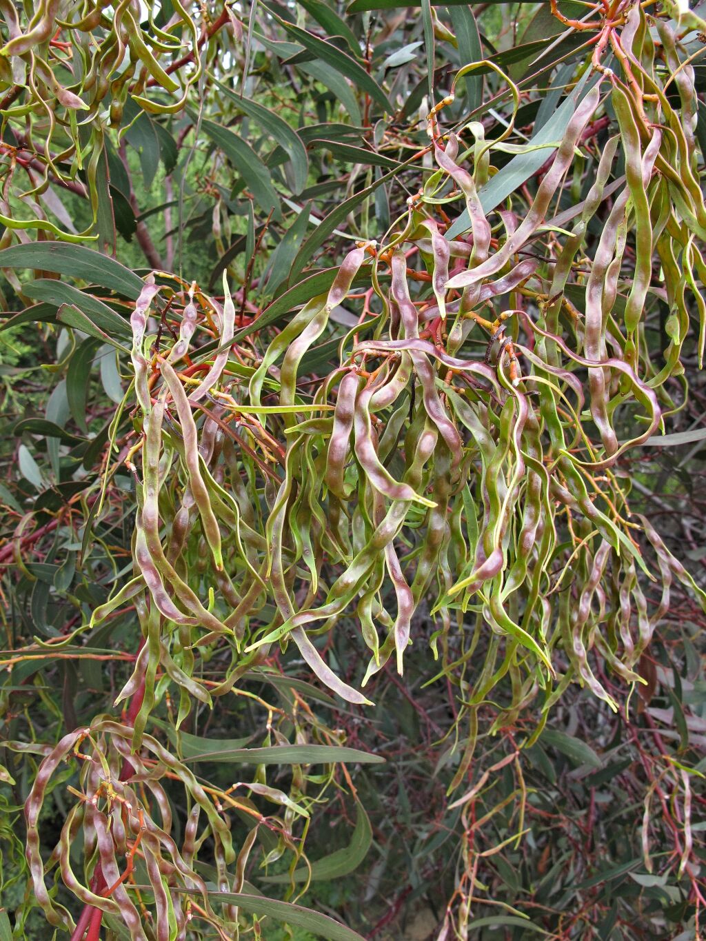 Acacia pycnantha (hero image)