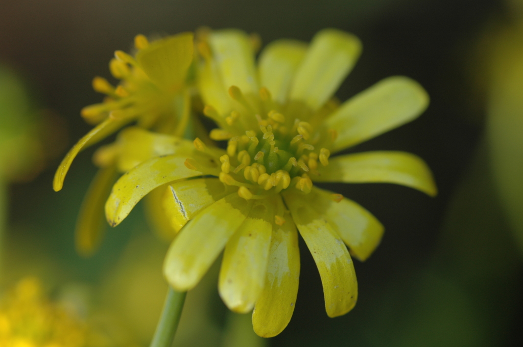 Ranunculus amplus (hero image)