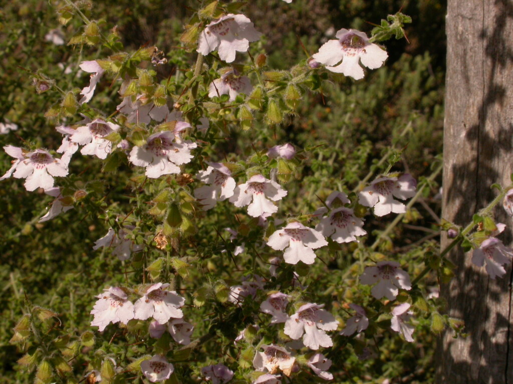 Prostanthera arapilensis (hero image)