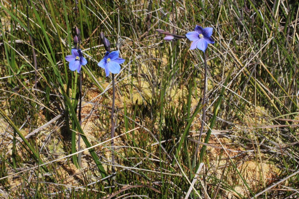 Thelymitra cyanea (hero image)