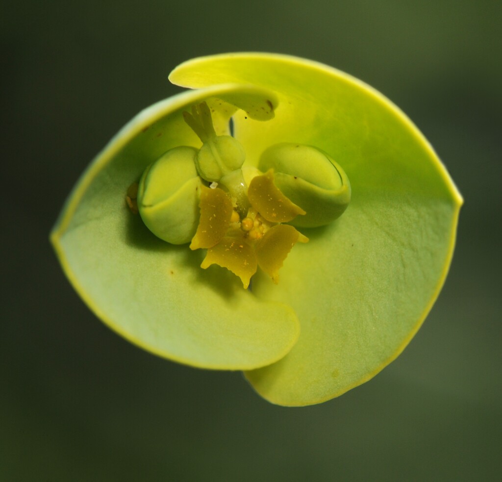 Euphorbia paralias (hero image)