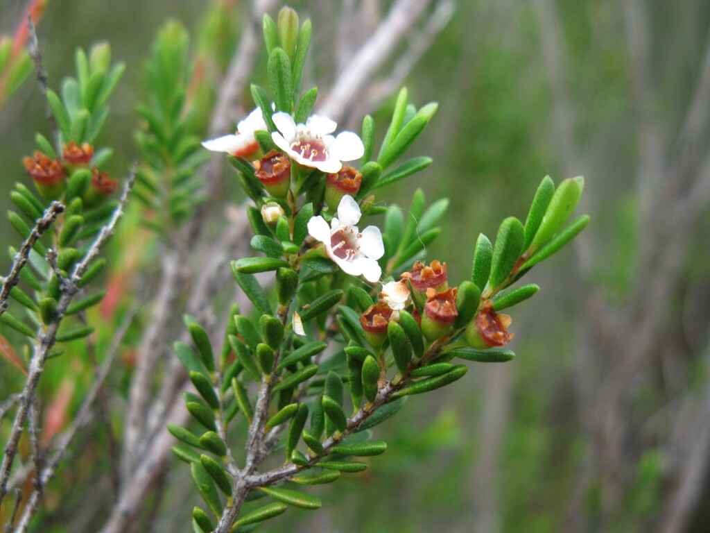 Baeckea utilis (hero image)