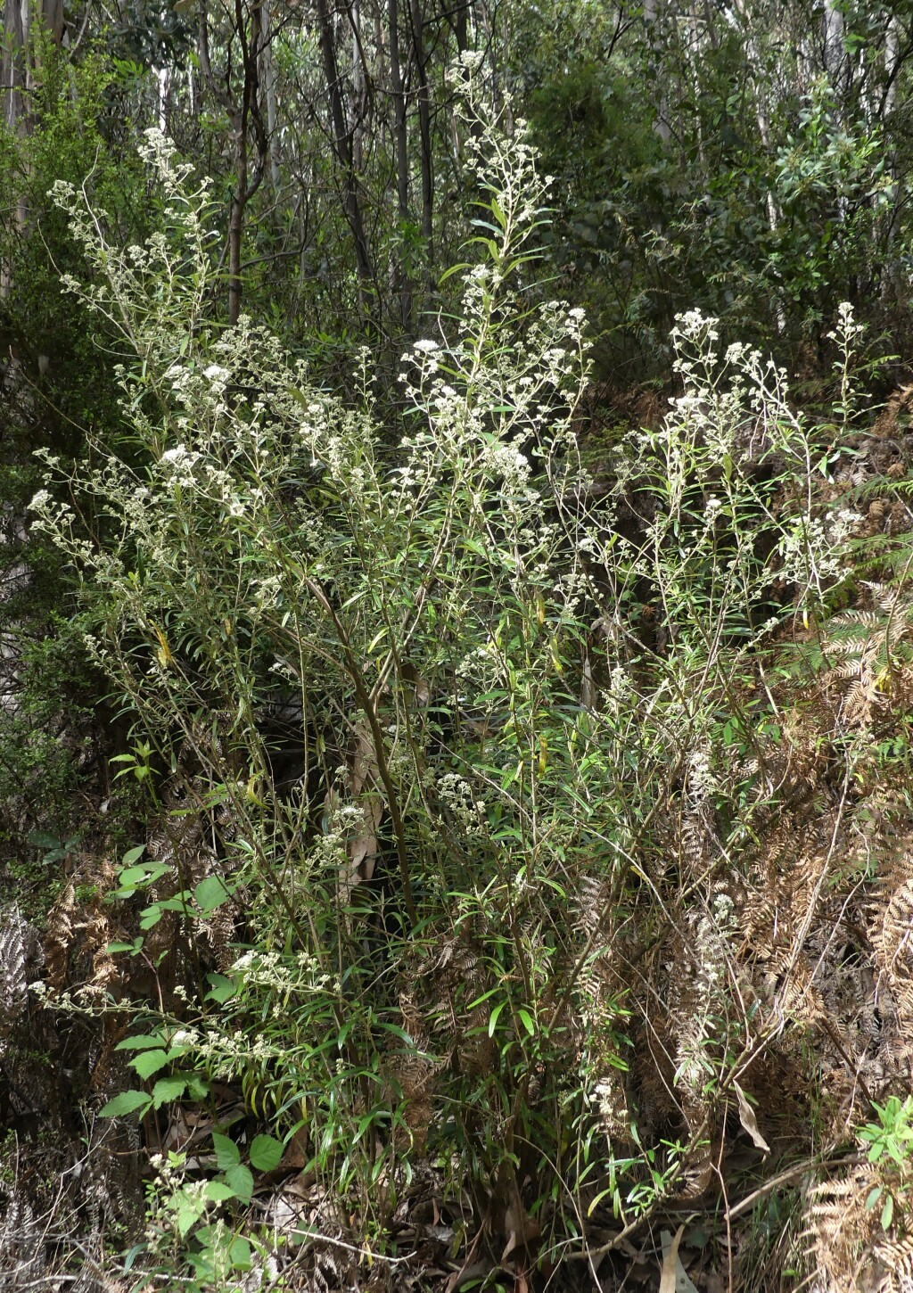 Astrotricha asperifolia (hero image)