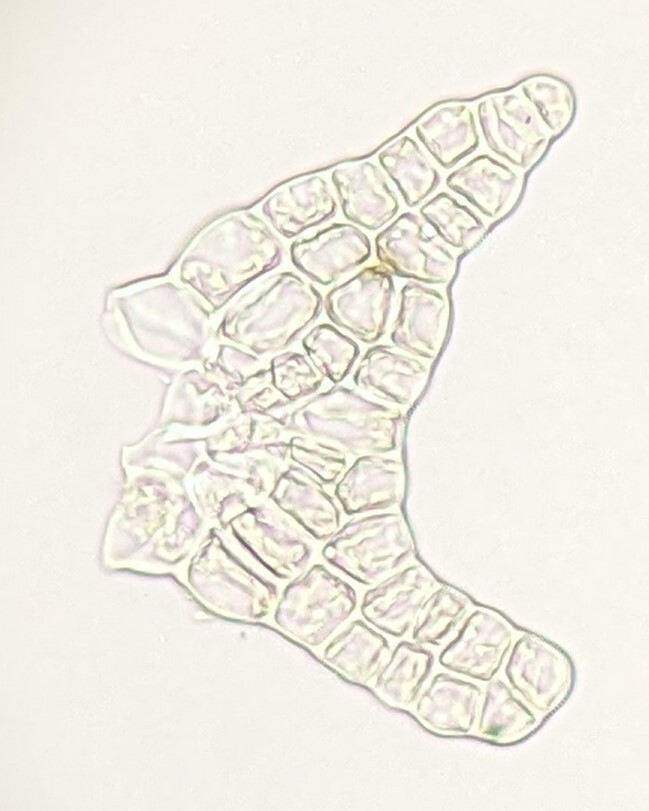 Diplasiolejeunea plicatiloba (hero image)