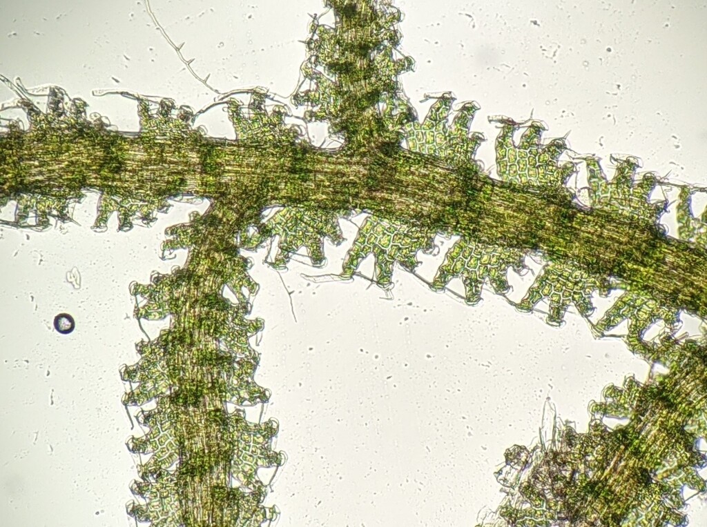 Psiloclada (hero image)