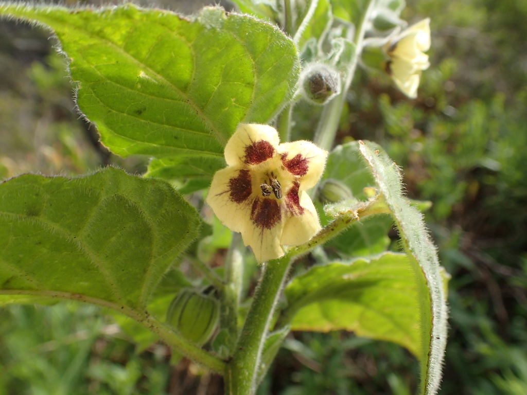 Physalis peruviana (hero image)