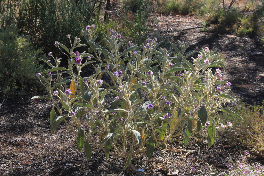 Solanum quadriloculatum (hero image)