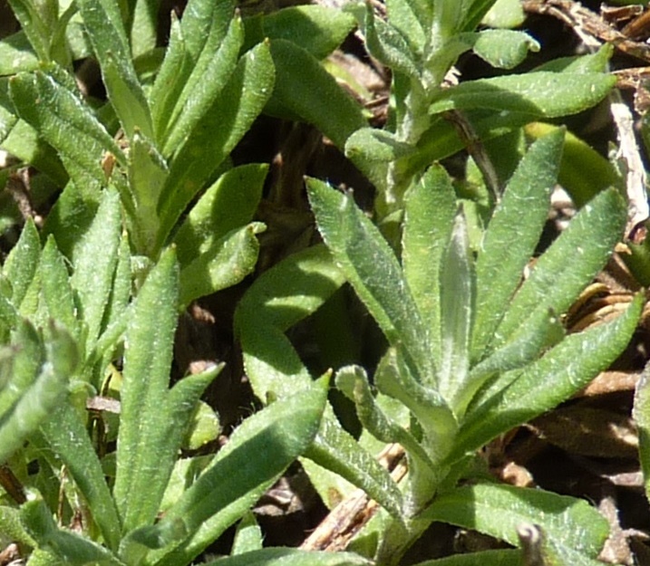 Leptorhynchos squamatus subsp. alpinus (hero image)