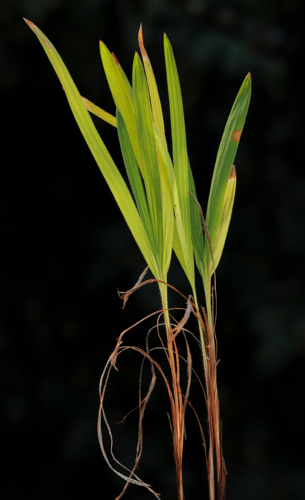 Babiana angustifolia (hero image)