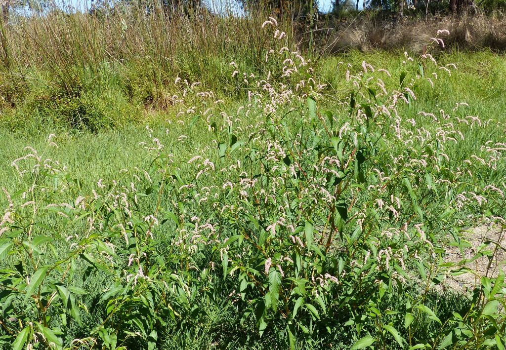 Polygonaceae (hero image)