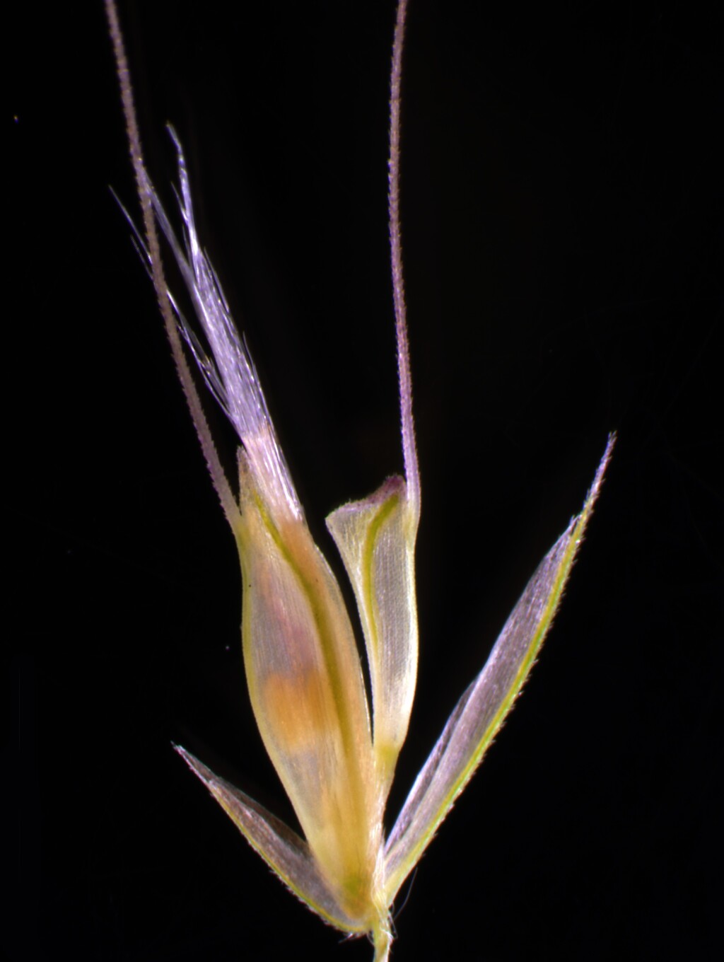 Chloris virgata (hero image)
