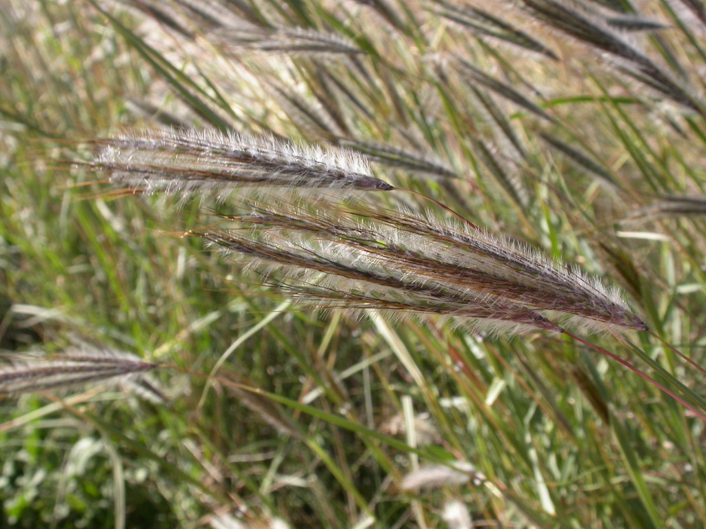 Dichanthium (hero image)