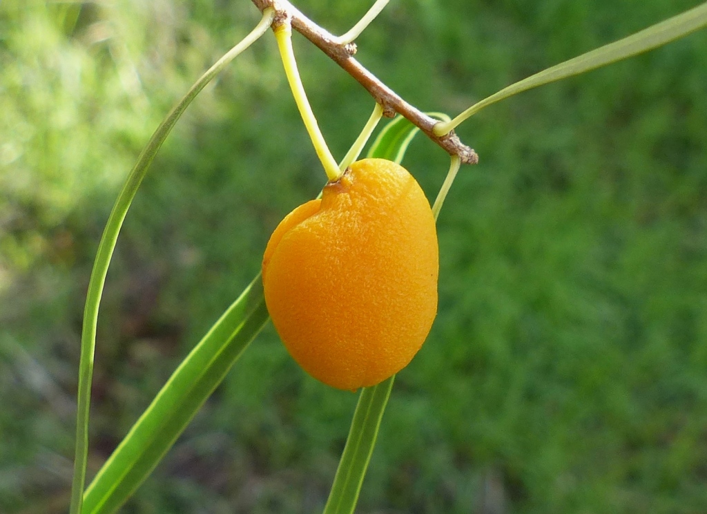 Pittosporum angustifolium (hero image)