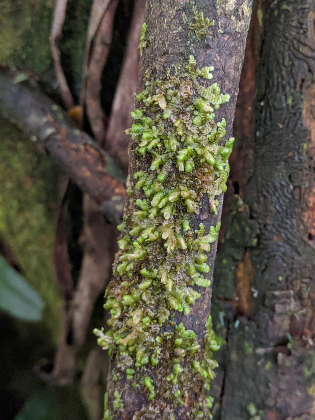 Frullania clavata (hero image)