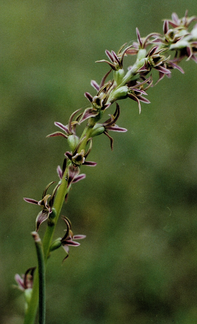 Prasophyllum erythrocommum (hero image)