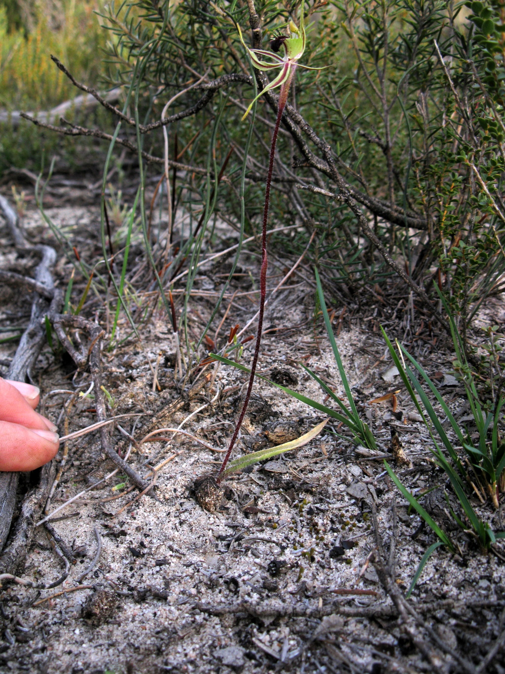 Caladenia verrucosa (hero image)