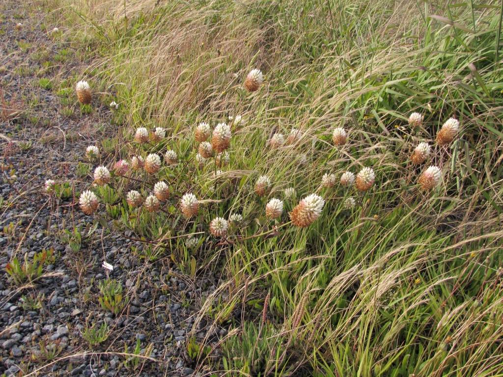 Trifolium vesiculosum (hero image)