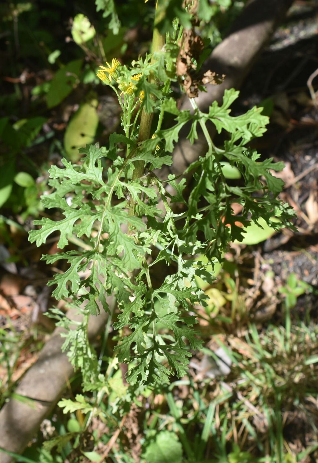 Senecio jacobaea (hero image)