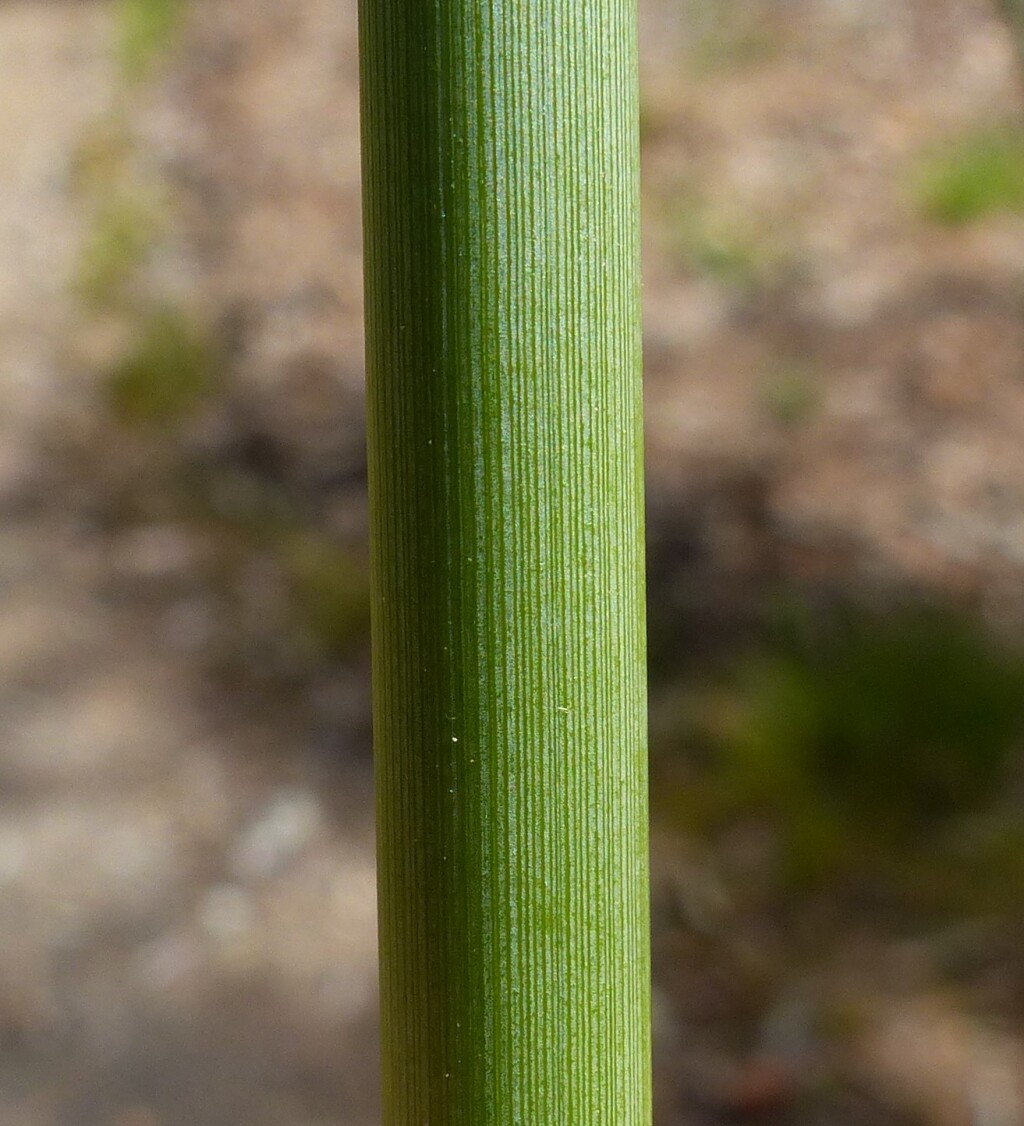 Juncus semisolidus (hero image)